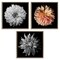Stupell Industries Detailed Dahlia Photography 3 pc Framed Floater Canvas Wall Art Set Design by Debra Van Swearingen